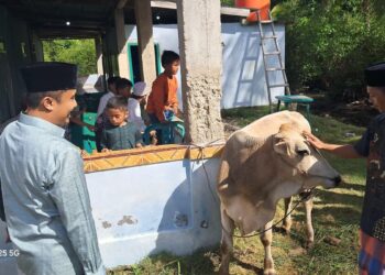 Wagub Sumbar Vasko Ruseimy serahkan sapi kurban di Sungai Nyalo, Kabupaten Pesisir Selatan. (dok. adpsb)