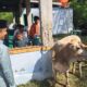 Wagub Sumbar Vasko Ruseimy serahkan sapi kurban di Sungai Nyalo, Kabupaten Pesisir Selatan. (dok. adpsb)