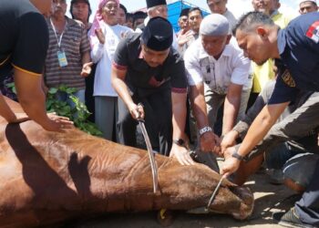 Wagub Vasko sembelih sapi kurban dari Presiden Prabowo di Ponpes Minangkabau. (dok. adpsb)