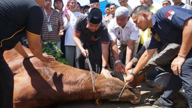 Ponpes Minangkabau Terima Bantuan Sapi Kurban Presiden, Diserahkan Langsung Wagub Vasko 1 Wagub Vasko sembelih sapi kurban dari Presiden Prabowo di Ponpes Minangkabau. (dok. adpsb)