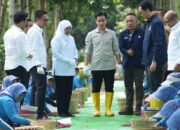 Panen Raya Kopi Ijen, Wapres Dukung Peningkatan Produktivitas, Hilirisasi dan Branding Kopi Indonesia