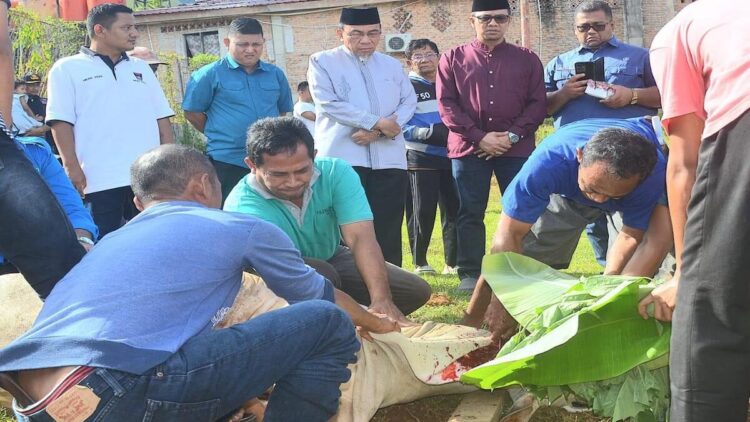 Wawako Maigus Nasir saksikan langsung penyembelihan hewan kurban di Balai Gadang. (dok. istimewa)