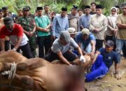 Wawako Maigus Nasir Saksikan Langsung Penyembelihan Sapi Kurban dari Presiden Prabowo