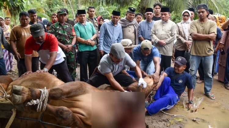 Wawako Maigus Nasir Saksikan Langsung Penyembelihan Sapi Kurban dari Presiden Prabowo 1 Wawako Maigus Nasir saksikan pemotongan hewan kurban bantuan Presiden Prabowo. (dok. Prokopim)