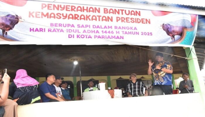 Presiden Prabowo Salurkan Sapi Kurban 802 Kg ke Kota Pariaman, Wako Pantau Langsung Penyembelihan