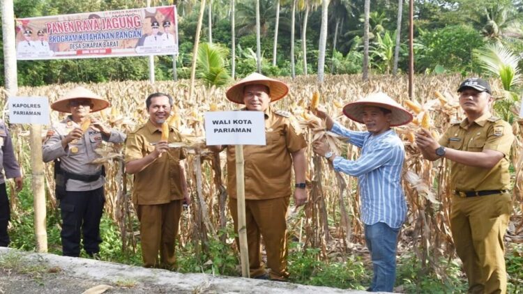 Wako Pariaman Yota Balad panen raya jagung di Desa Sikapak Barat. (Foto: Dok.Ist)