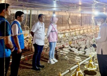 Melalui inisiatif Electrifying Agriculture, PLN menjalankan langkah ekstensifikasi dengan mendorong penggunaan listrik di sektor peternakan untuk meningkatkan penjualan tenaga listrik nasional. (dok. Humas PLN)