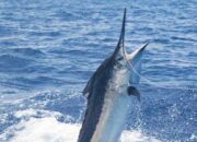 Simak! Ini Fakta Terkait Ikan Marlin dan Kandungan Nutrisi serta Manfaat Kesehatannya