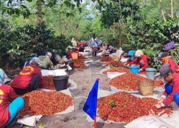 Kopi arabika dari PTPN IV PalmCo. (dok. istimewa)