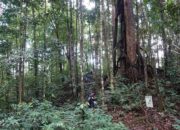 Kemenhut Temukan Dua Spesies Begonia Baru di Kalimantan