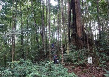 Kemenhut Temukan Dua Spesies Begonia Baru di Kalimantan