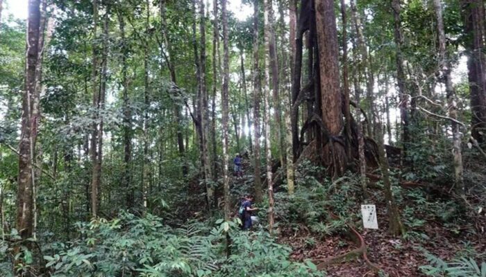 Kemenhut Temukan Dua Spesies Begonia Baru di Kalimantan