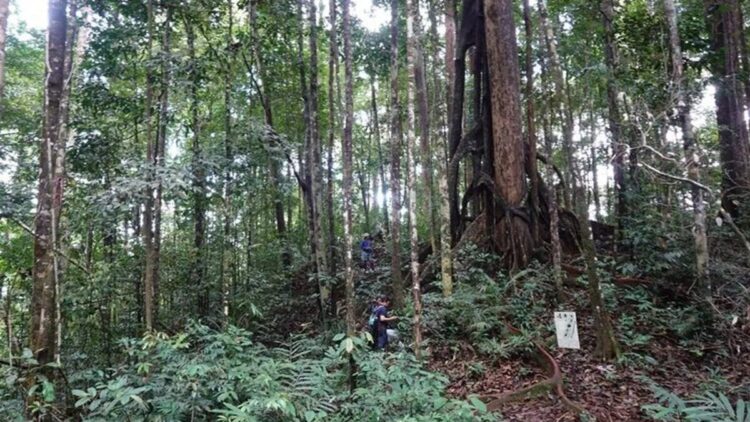 Kegiatan ekspedisi keanekaragaman hayati pada Juni 2024 yang difasilitasi oleh Balai Taman Nasional Bukit Baka Bukit Raya (TNBBBR) berhasil menemukan dua spesies tumbuhan baru dari marga Begonia yang dinamai Begonia bukitrayaensis dan Begonia kalimantana. ANTARA/HO-Kemenhut/aa. (Handout Kemenhut)