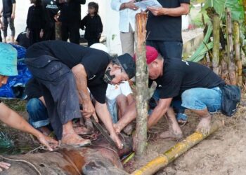 Penyembelihan hewan kurban PTPN IV Regional 4. (dok. istimewa)