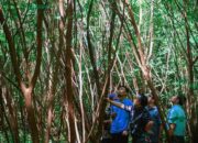 Panen Agustus, PT Semen Padang Tinjau Lokasi Tanaman Kaliandra di HKm Sialangan