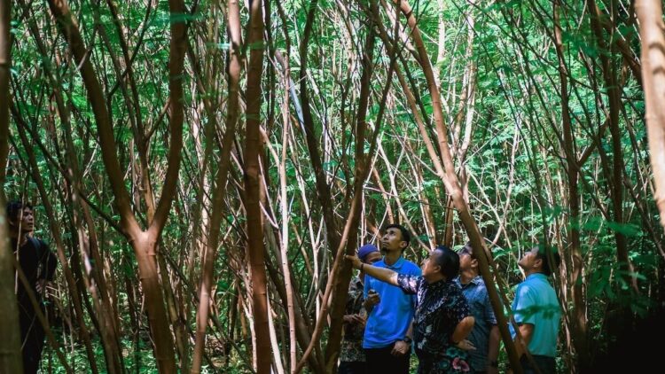 Jajaran manajerial PT Semen Padang mengecek kesiapan pohon kaliandra yang ditanam HKm Sialangan, Padang Pariaman. (dok. Humas)