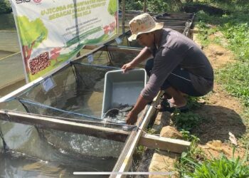 Rencana ujicoba maggot sebagai pakan ikan. (dok. istimewa)