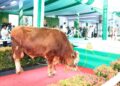 Sapi kurban dari Kapolri. (dok. Divhumas Polri)