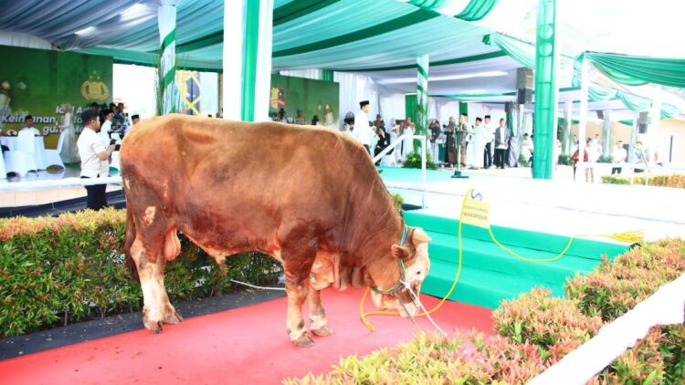 Kapolri Serahkan 9.648 Hewan Kurban untuk Masyarakat 1 Sapi kurban dari Kapolri. (dok. Divhumas Polri)