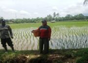 Dorong Produktivitas, Pemkab Pasaman Barat Minta Petani Tanam Padi Tiga Kali Setahun