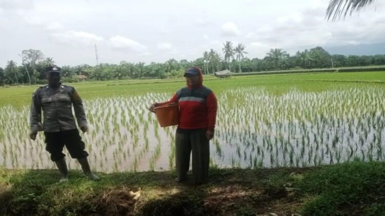 Salah satu lahan persawahan di Kabupaten Pasaman Barat. Pemkab setempat terus mendorong petani melakukan penanaman sampai tiga kali setahun. ANTARA/Altas Maulana.