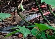 Ular Kepala Merah Langka Ditemukan di Cagar Alam Maninjau, Baru Pertama Ditemui dalam 23 Tahun