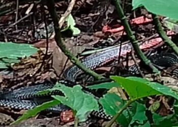 Ular Kepala Merah Langka Ditemukan di Cagar Alam Maninjau, Baru Pertama Ditemui dalam 23 Tahun