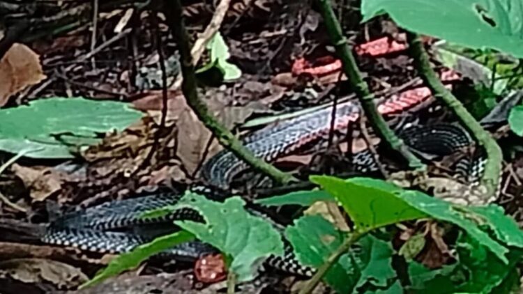 Ular Kepala Merah Langka Ditemukan di Cagar Alam Maninjau, Baru Pertama Ditemui dalam 23 Tahun 1 Ular kepala merah sedang diam di antara ranting pohon. Dok ANTARA/HO/BKSDA Sumbar