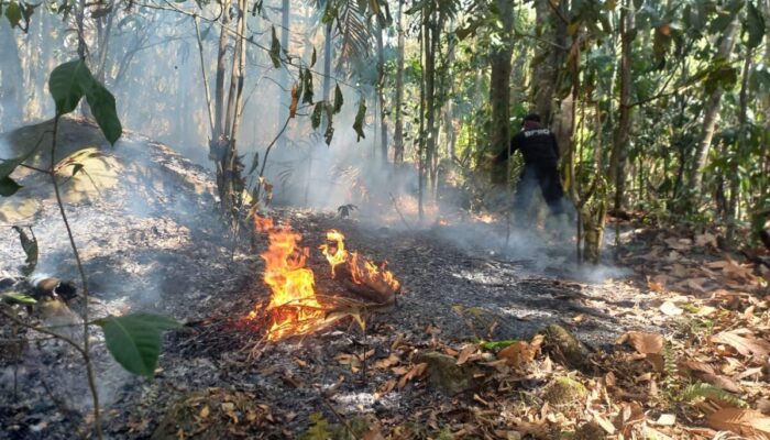 Dishut Sumbar Duga Karhutla Akibat Pembukaan Lahan dengan Cara Dibakar