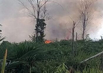 Tahura Sultan Thaha Syaifuddin Jambi Terbakar, Petugas masih Berjibaku Padamkan Api