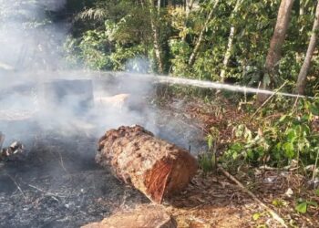 25 Hektare Hutan dan Lahan Terbakar, Polhut Gencarkan Patroli Karhutla di Pasaman 1 25 Hektare Hutan dan Lahan Terbakar, Polhut Gencarkan Patroli Karhutla di Pasaman