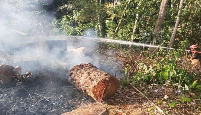 25 Hektare Hutan dan Lahan Terbakar, Polhut Gencarkan Patroli Karhutla di Pasaman