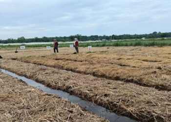 Pemkab Pasaman Barat Optimis Capai Target Tanam Padi 20 Ribu Hektare