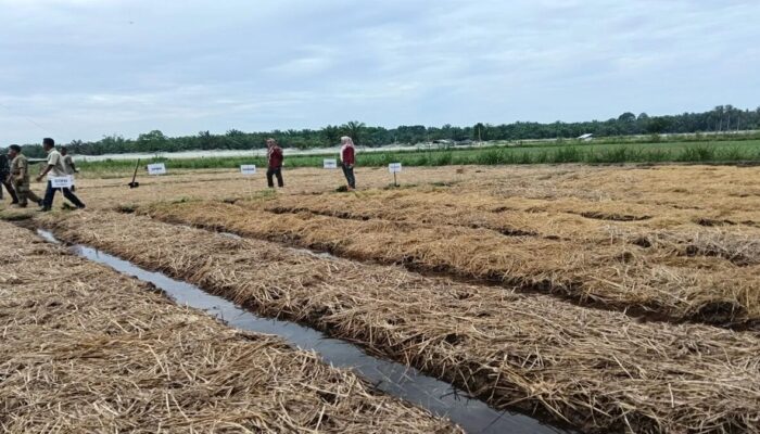Pemkab Pasaman Barat Optimis Capai Target Tanam Padi 20 Ribu Hektare