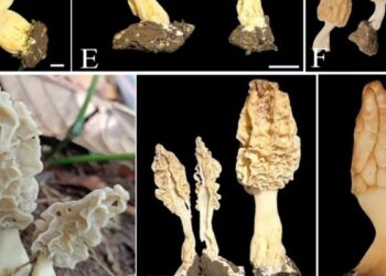 Peneliti BRIN Temukan Spesies Jamur Morel Baru di Gunung Rinjani