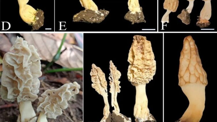 Hasil pindai Morchella rinjaniensis, spesies jamur morel baru yang ditemukan oleh peneliti Badan Riset dan Inovasi Nasional (BRIN) di kawasan Cagar Biosfer Rinjani, Lombok, Nusa Tenggara Barat. (ANTARA/HO-BRIN)