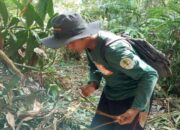 BKSDA Musnahkan Jerat Satwa di Cagar Alam Rimbo Panti, Harimau Sumatera Terancam
