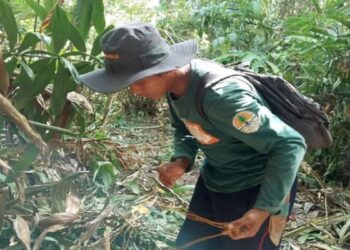 BKSDA Musnahkan Jerat Satwa di Cagar Alam Rimbo Panti, Harimau Sumatera Terancam