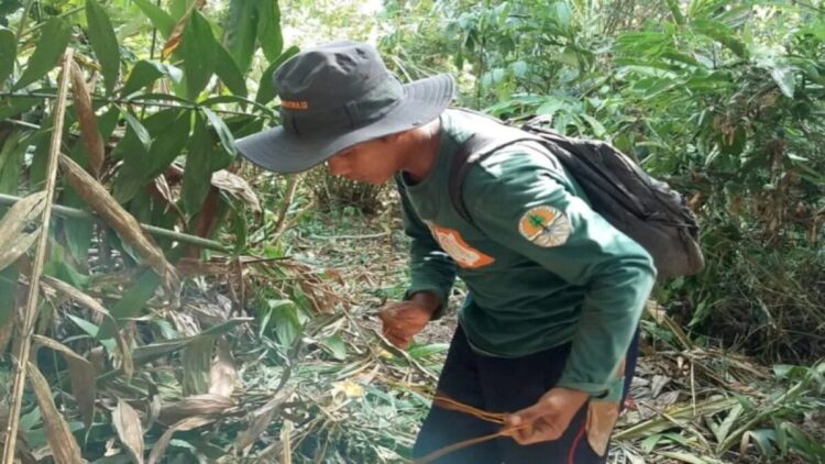 BKSDA Musnahkan Jerat Satwa di Cagar Alam Rimbo Panti, Harimau Sumatera Terancam 1 Tim gabungan BKSDA Resor Pasaman, COP dan PAGARI Panti Selatan, saat memusnahkan jerat di kawasan Cagar Alam (CA) Rimbo Panti, Kabupaten Pasaman, Kamis (10/7/2025).ANTARA/HO-BKSDA Resor Pasaman