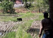 Beruang Madu Masuk Areal Pertanian Warga di Tanah Datar Karena Habitatnya Terganggu