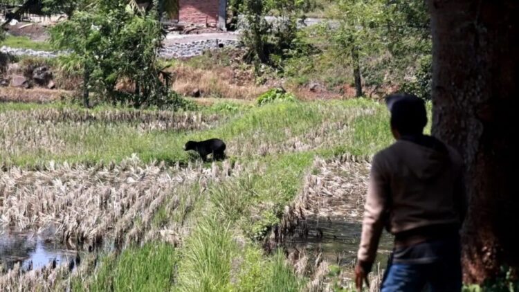 Penampakan beruang madu memasuki areal pertanian warga di Jorong Bukik Gombak, Nagari Baringin, Kecamatan Lima Kaum, Kabupaten Tanah Datar (Antara/Etri Saputra)