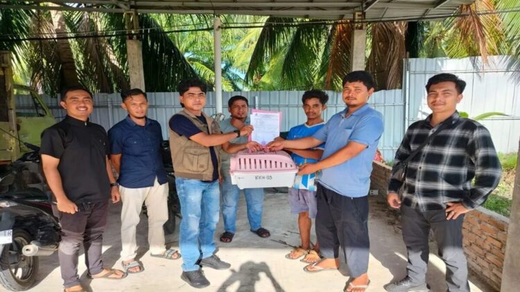 Petugas Resor Konservasi Wilayah II Maninjau BKSDA Sumbar menerima seekor anak trenggiling dari karyawan perusahaan tambak udang. Dok ANTARA/Yusrizal