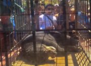 BKSDA Sumbar Tangani 24 Konflik Satwa di Agam Sepanjang Tahun 2025