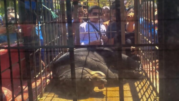 BKSDA Sumbar Lepasliarkan Beruang Madu Jantan Usia 8 Tahun ke Habitat Aslinya 1 Warga mengamati seekor beruang madu jantan yang dibius petugas setelah sebelumnya masuk ke pemukiman warga di Kabupaten Tanah Datar, Sumatera Barat, Jumat (18/7/2025). Antara/HO-Humas BKSDA Sumbar