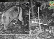 Peneliti Temukan Kelinci Belang Sumatra di Hutan Sumbar, Satwa Langka Terancam Punah