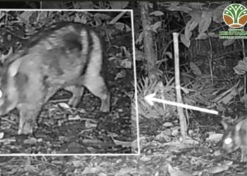 Peneliti Temukan Kelinci Belang Sumatra di Hutan Sumbar, Satwa Langka Terancam Punah 1 Peneliti Temukan Kelinci Belang Sumatra di Hutan Sumbar, Satwa Langka Terancam Punah