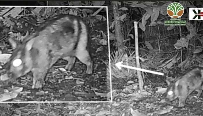 Peneliti Temukan Kelinci Belang Sumatra di Hutan Sumbar, Satwa Langka Terancam Punah