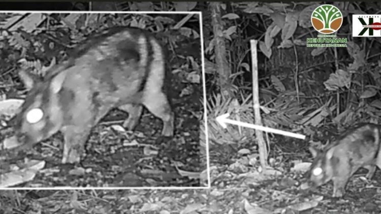 Peneliti Temukan Kelinci Belang Sumatra di Hutan Sumbar, Satwa Langka Terancam Punah 1 Seekor kelinci belang sumatra tertangkap kamera peneliti dari Universitas Negeri Padang (UNP), Sumatera Barat, yang tergabung dalam kelompok riset keanekaragaman hayati Sumatera. ANTARA/HO-UNP