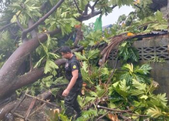 Petugas BPBD Padang membersihkan material pohon tumbang. (dok. istimewa)