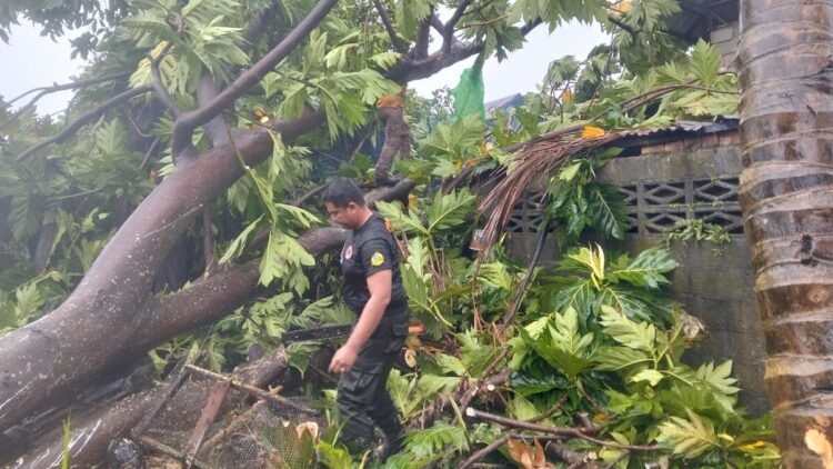Petugas BPBD Padang membersihkan material pohon tumbang. (dok. istimewa)